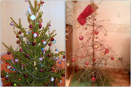 Стало известно, сколько россиян хранят новогоднюю елку до лета