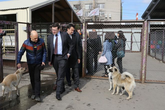 Опыт Нижегородской области по обращению с бездомными животным могут растиражировать - фото 1