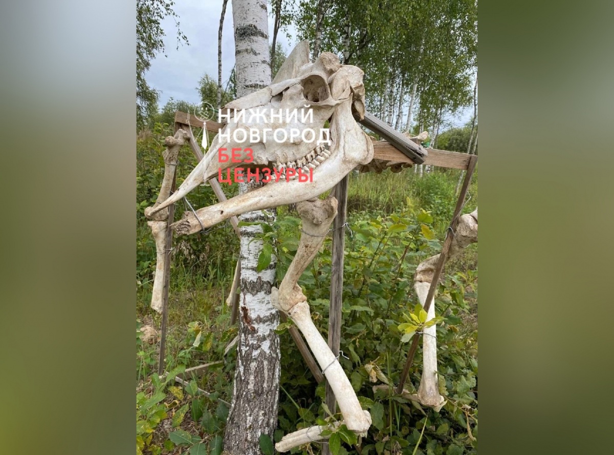 Жуткую конструкцию из костей обнаружили в нижегородском лесу - фото 1