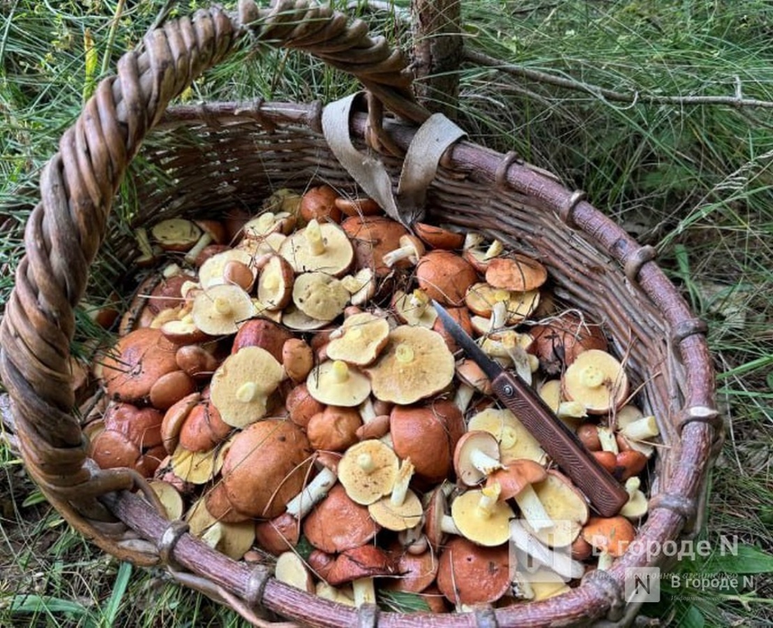 Нижегородцы рассказали, какие грибы собирают в октябре - фото 1