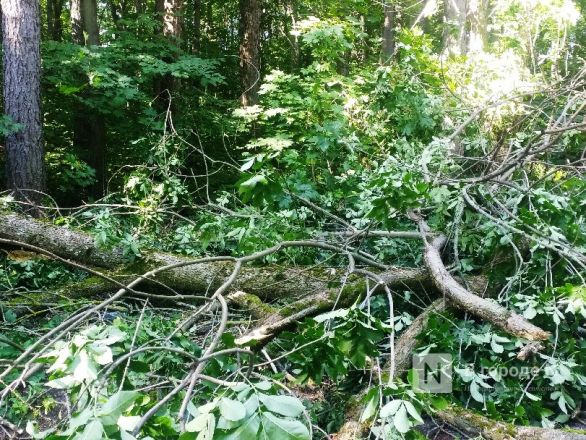 Упавшее дерево перекрыло дорогу к спорткомплексу в Нижнем Новгороде - фото 6