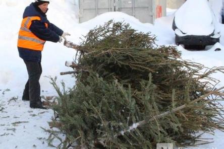 Нижегородцам рассказали, куда можно сдать елку на утилизацию 