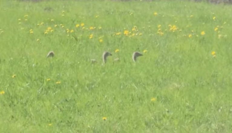 Канадская семья Фейнстра показала свою ферму в Нижегородской области - фото 3