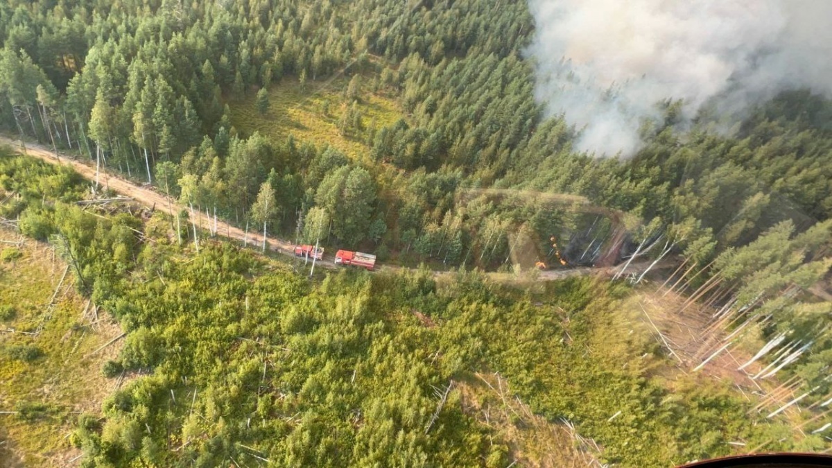 Каждый второй лесной пожар в Нижегородской области в 2022 году возник по вине людей