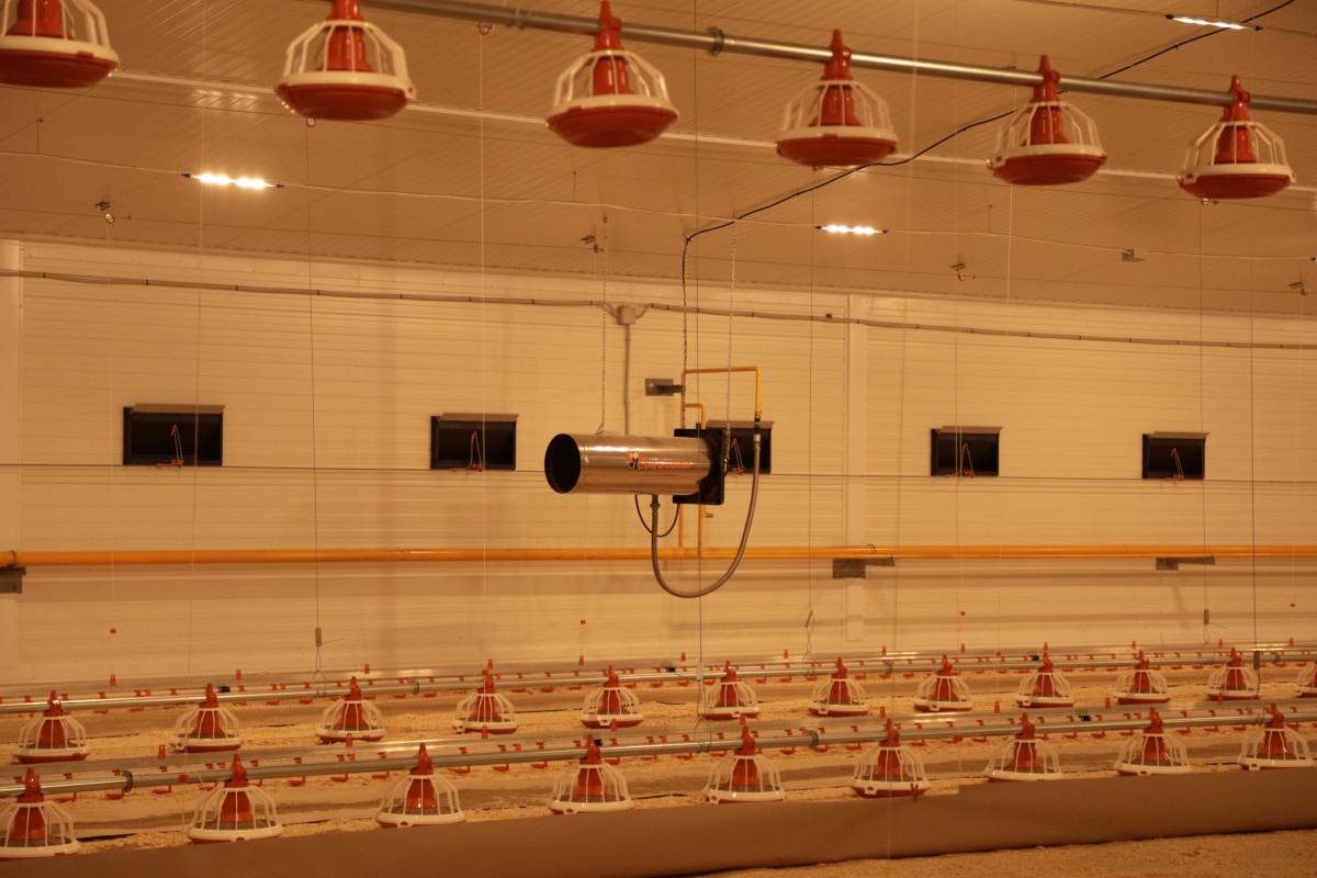 Павловская птицефабрика внедрила инновационную технологию &laquo;пусто-занято&raquo; - фото 1