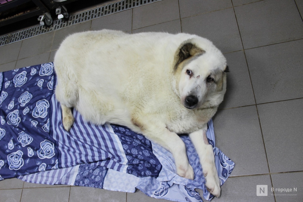 Нижегородский пес-тяжеловес Кругетс похудел до 60 кг - фото 1