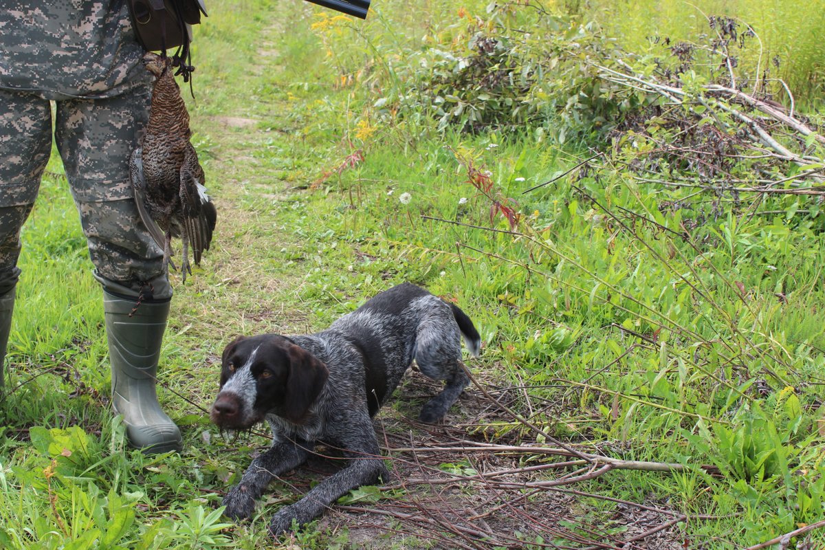 Охота на боровую дичь с собаками запрещена в Нижегородской области с 1 января - фото 1