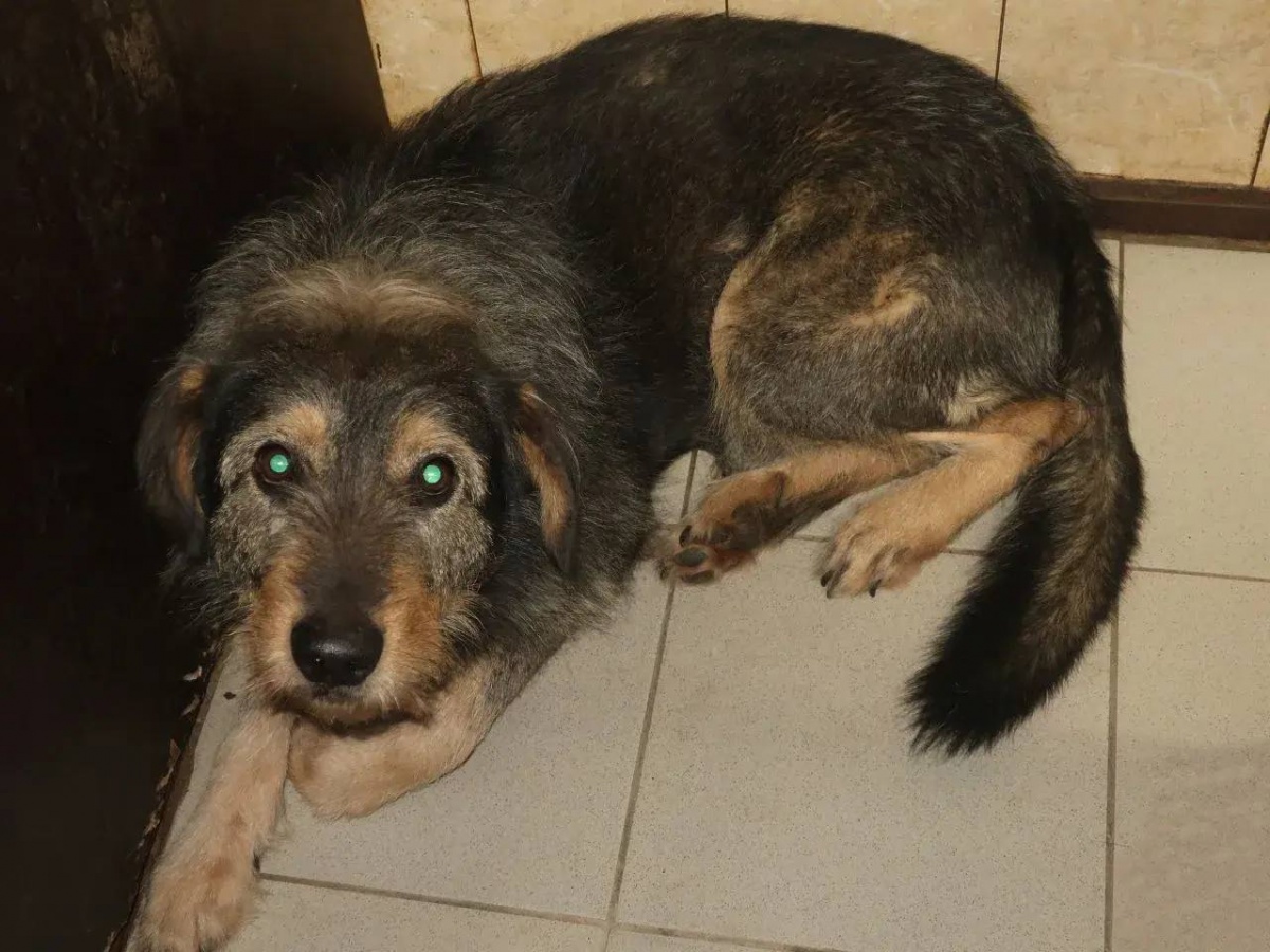 Нижегородцев накажут за самовыгул крупных собак - фото 1