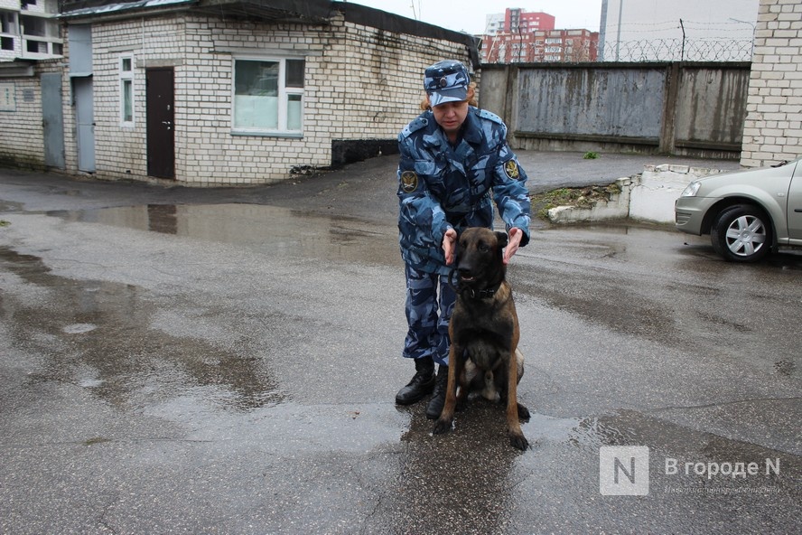 Четвероногие коллеги: как проходят будни нижегородских служебных собак - фото 2