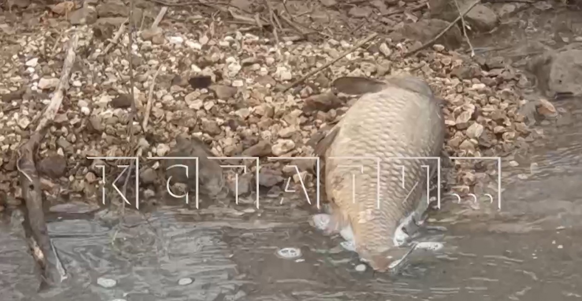 &laquo;Сливали фекалии&raquo;: массовый замор рыбы случился в пруду в Нижегородской области - фото 1