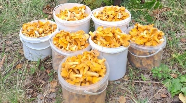 Нижегородцы публикуют в соцсетях фото грибов и ягод, собранных в лесах - фото 1