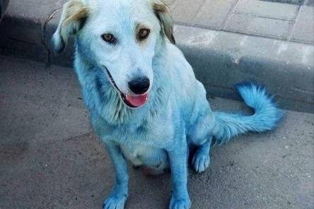 Собаку синего цвета увидели жители Богородского района