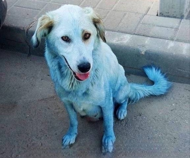 Собаку синего цвета увидели жители Борогодского района - фото 1