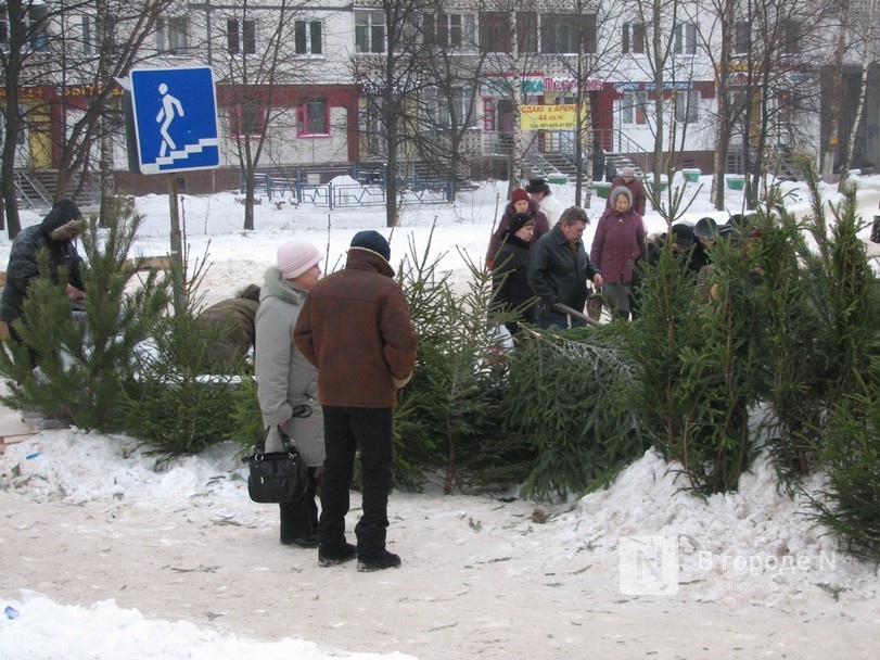 Три незаконных елочных базара выявили в Нижегородской области - фото 1