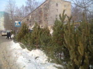 В Приокском районе незаконно продавали елки