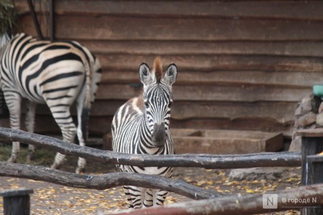 Детки в объективе: показываем милых малышей, которые родились в нижегородском зоопарке «Лимпопо» - фото 63