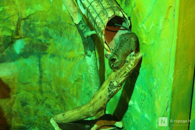 Детки в объективе: показываем милых малышей, которые родились в нижегородском зоопарке «Лимпопо» - фото 51