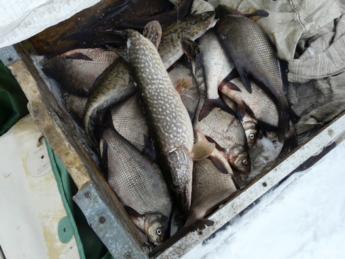 речная рыба нижегородской области фото и названия
