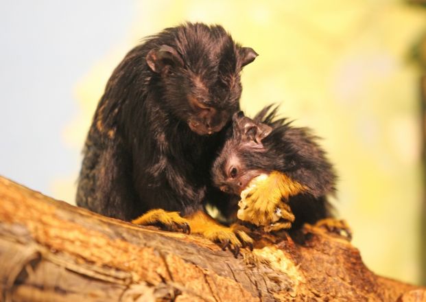 Ягнята, краснорукие тамарины и мара родились в нижегородском зоопарке - фото 2