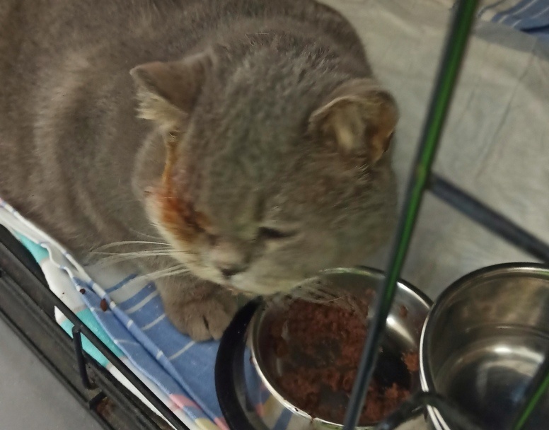 Брошенный в Кстове кот больше года жил с двумя пулями в теле - фото 1