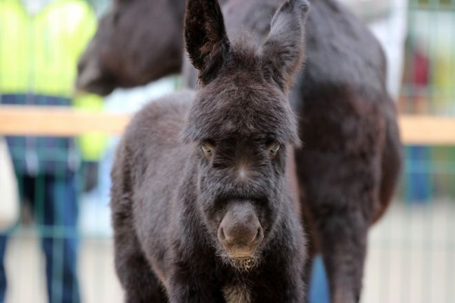 Опубликованы милые фото зверей, родившихся в нижегородском «Лимпопо» - фото 4