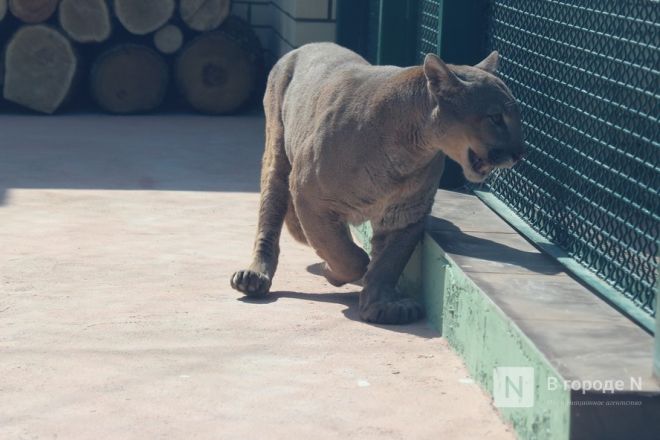 Новоселье больших кошек: уникальные вольеры появились в нижегородском зоопарке - фото 28