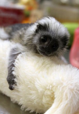 Новорожденного 30-граммового тамарина спасли в нижегородском &laquo;Лимпопо&raquo; - фото 3