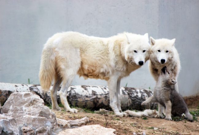 Нижегородцам рассказали о самых крепких парах среди животных зоопарка - фото 3