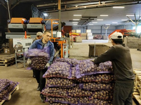 Более 1,5 млн тонн зерна собрали нижегородские аграрии - фото 3