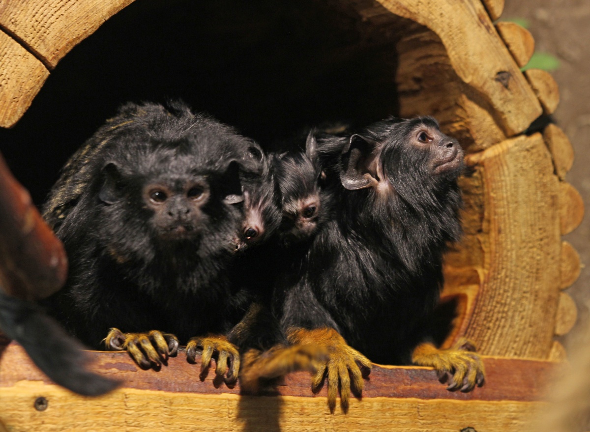 Ягнята, краснорукие тамарины и мара родились в нижегородском зоопарке - фото 1