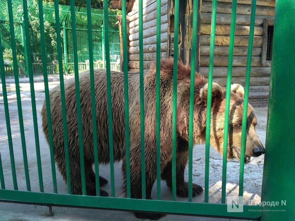 Нижегородцы испугались выбежавшего на трассу крупного медведя - фото 1