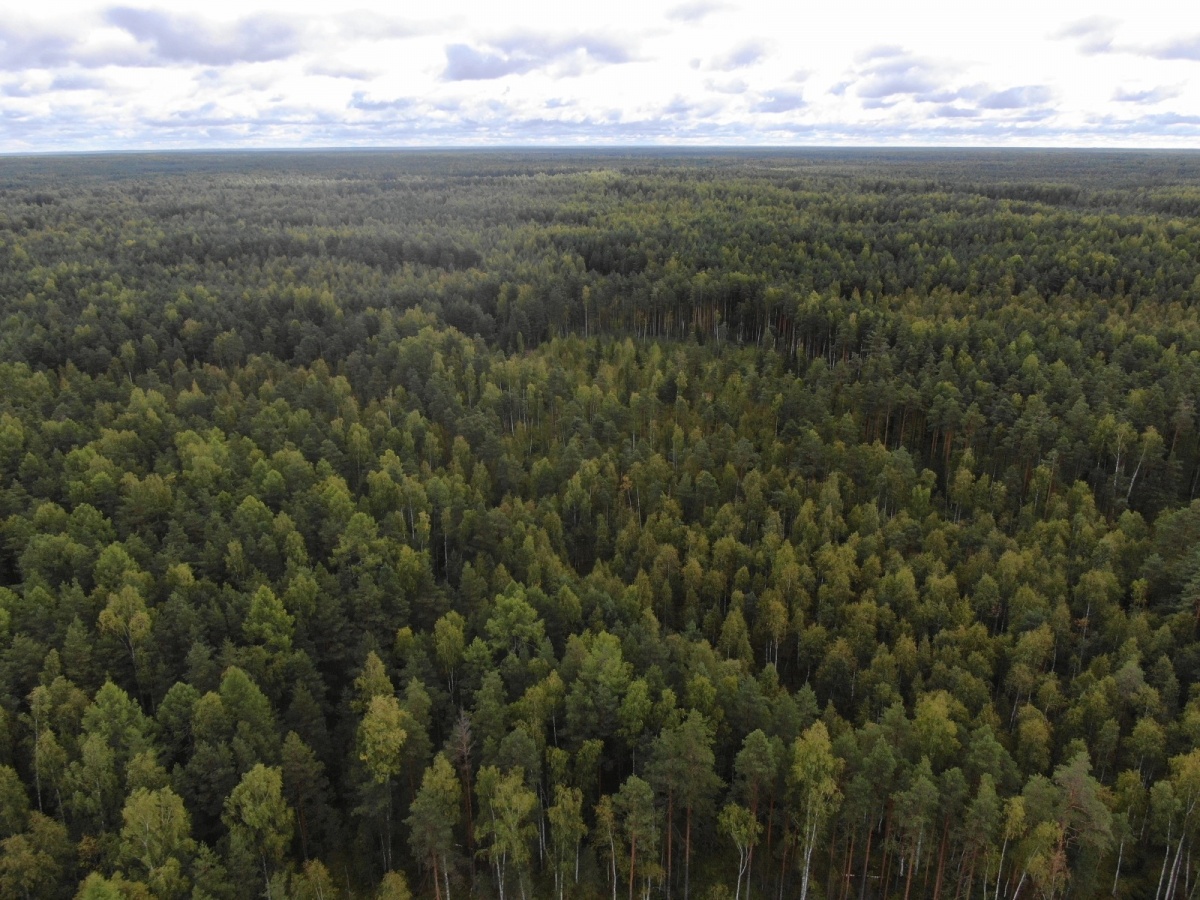 Нижегородская область заняла III место по лесным доходам среди регионов ПФО - фото 1