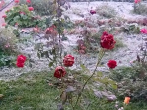 Первый снег выпал в Нижегородской области