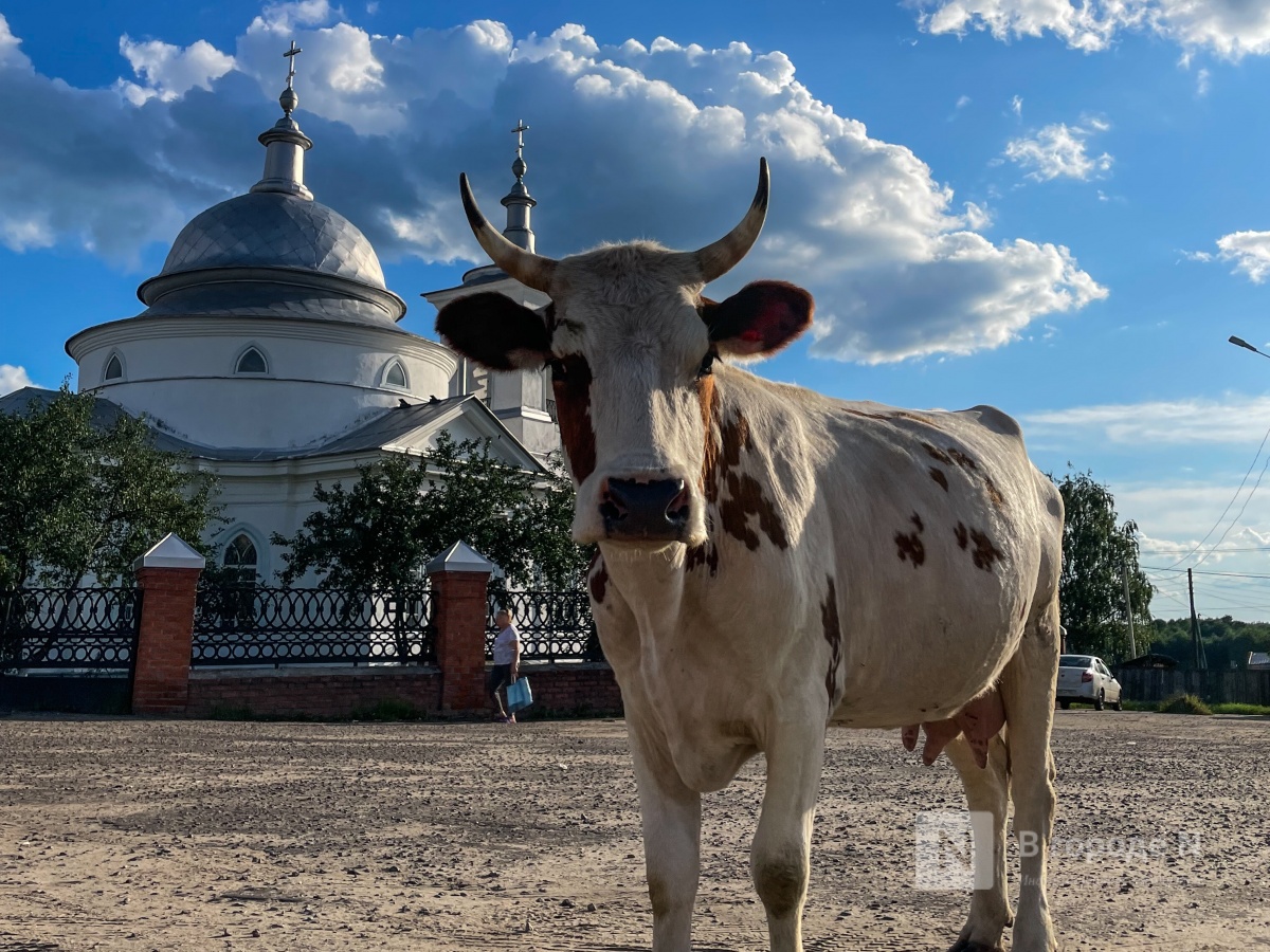 Молоко с антибиотиками нашли в Нижнем Новгороде