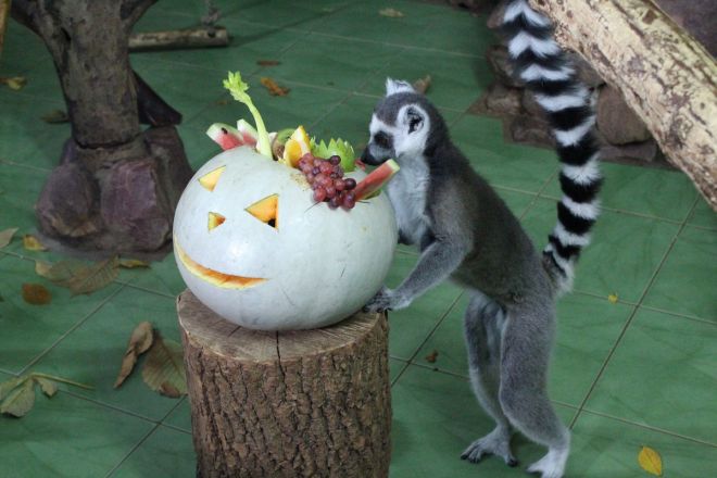 Всем по тыкве: обитатели нижегородского зоопарка отметили Хэллоуин - фото 26
