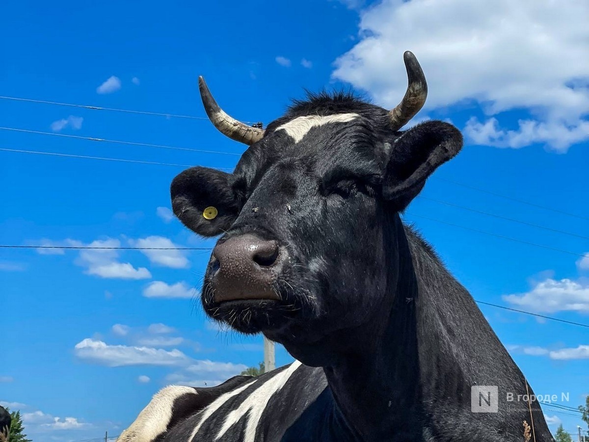 Пастереллез нашли в селе в Нижегородской области: введен карантин - фото 1