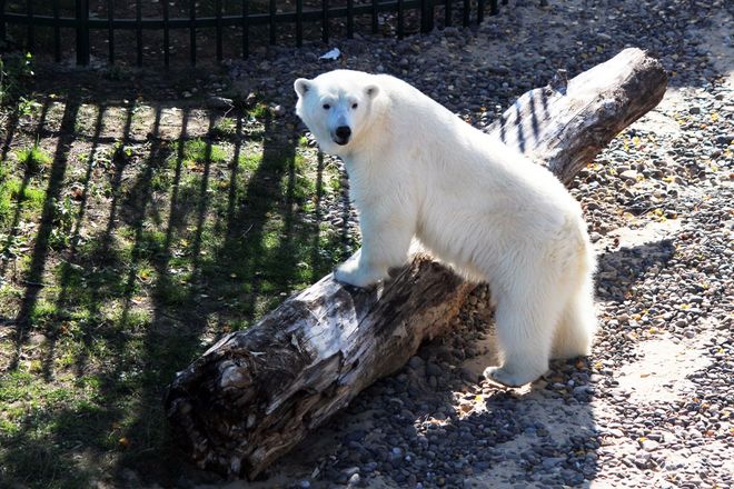 Белая медведица из нижегородского зоопарка проинспектировала новый вольер для будущего друга - фото 5
