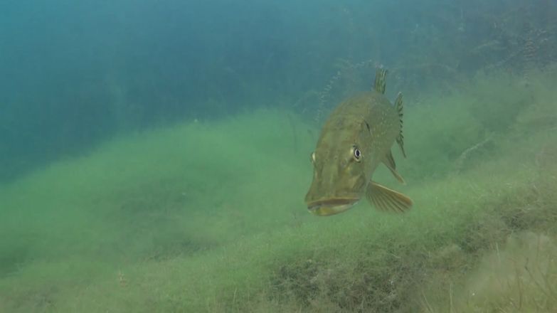 Дайверы показали, что прячется на дне Силикатного карьера в Нижегородской области - фото 3
