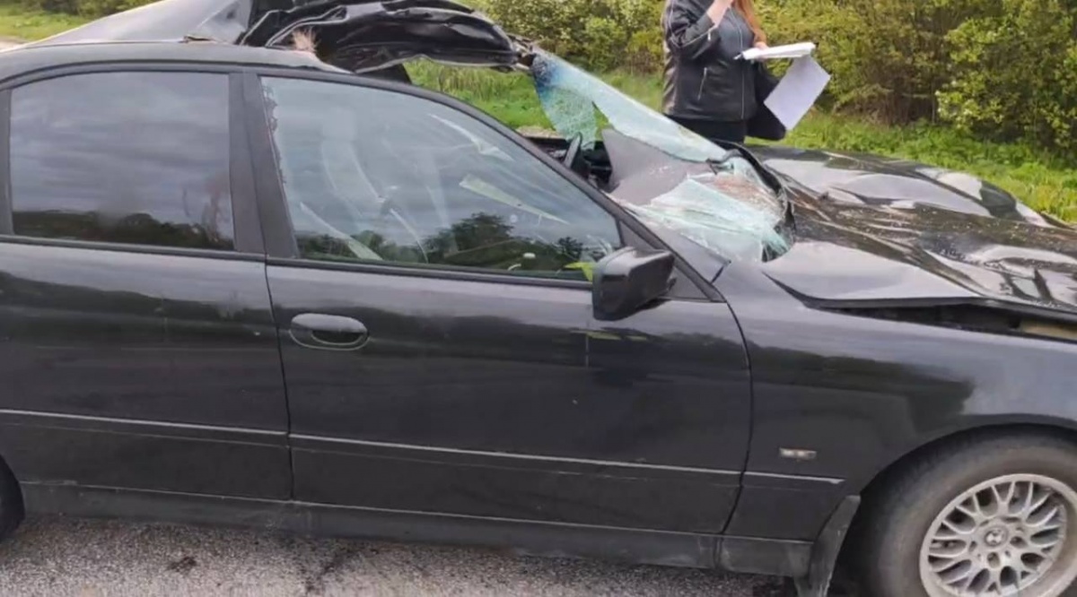 Трое пассажиров BMW пострадали в ДТП с лосем в Арзамасском округе