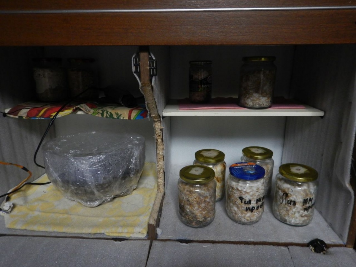 Сбытчика марихуаны и галлюциногенных грибов задержали в Арзамасском районе - фото 1