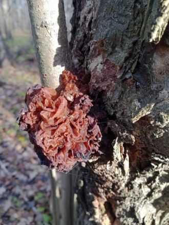 Опубликованы фото необычных декабрьских грибов из Керженского заповедника - фото 7