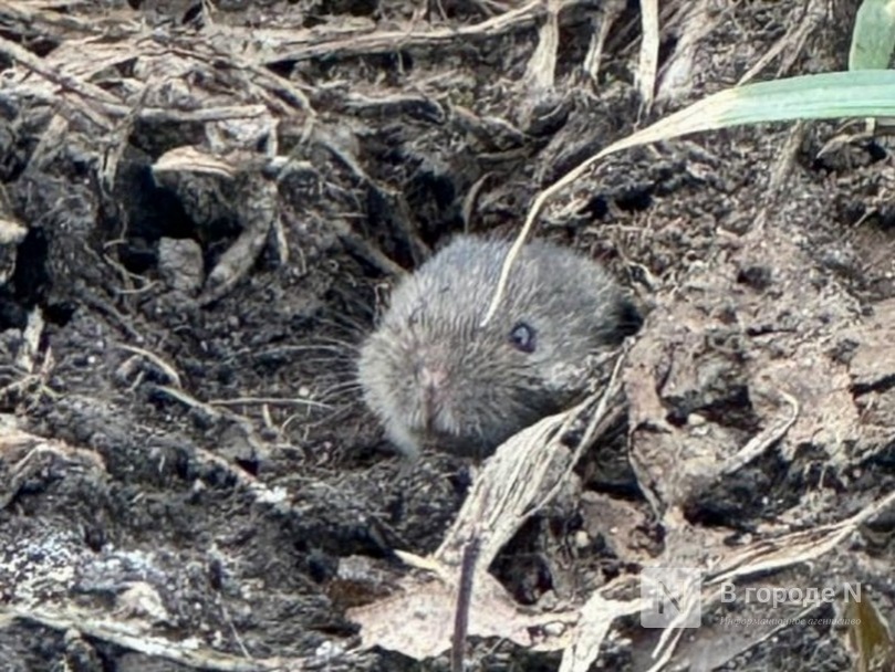 26 человек заразились мышиной лихорадкой в Нижегородской области - фото 1