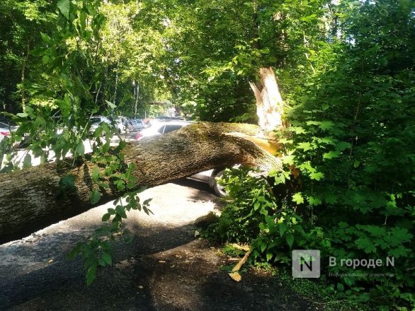 Упавшее дерево перекрыло дорогу к спорткомплексу в Нижнем Новгороде - фото 3