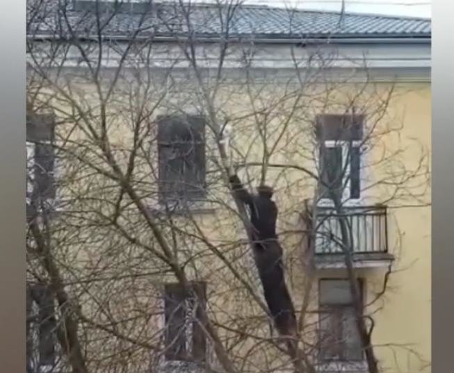 Житель Сарова забрался на десятиметровое тонкое дерево, чтобы спасти кота
