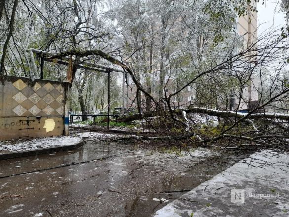 Майский снегопад повалил деревья и оборвал провода в Нижнем Новгороде - фото 4