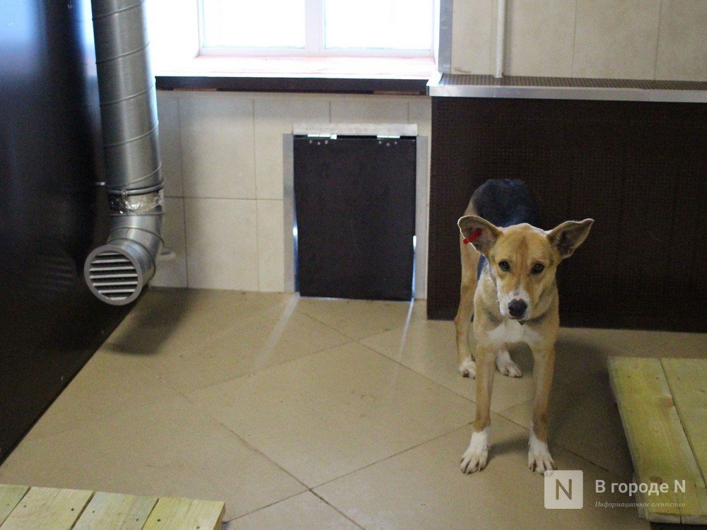 Два приюта для животных построят в Нижегородской области - фото 1