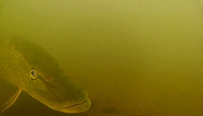 Фридайверы рассказали о самых необычных находках на дне нижегородских водоемов - фото 2