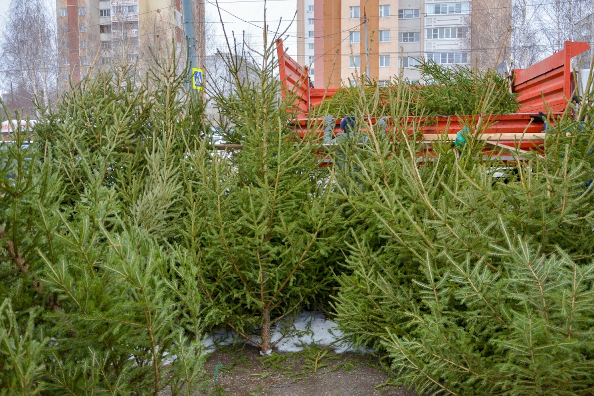 Пять протоколов составили из-за незаконной торговли елками в Нижнем Новгороде - фото 1