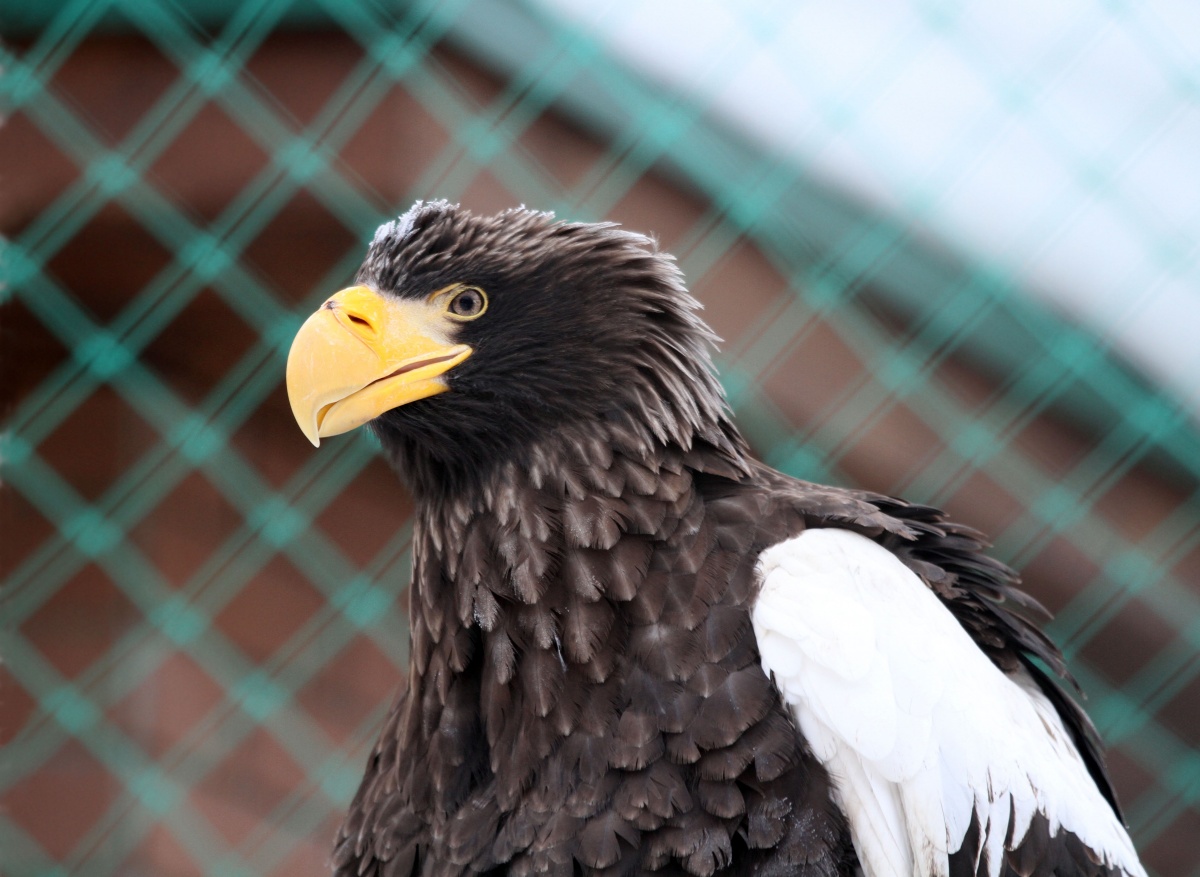 Найденную в мешке на парковке редкую птицу спасают в нижегородском зоопарке - фото 1