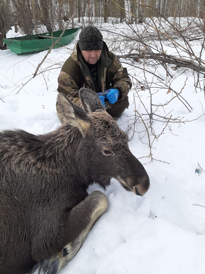 Семью провалившихся под лед лосей спасли в Лысковском районе - фото 1